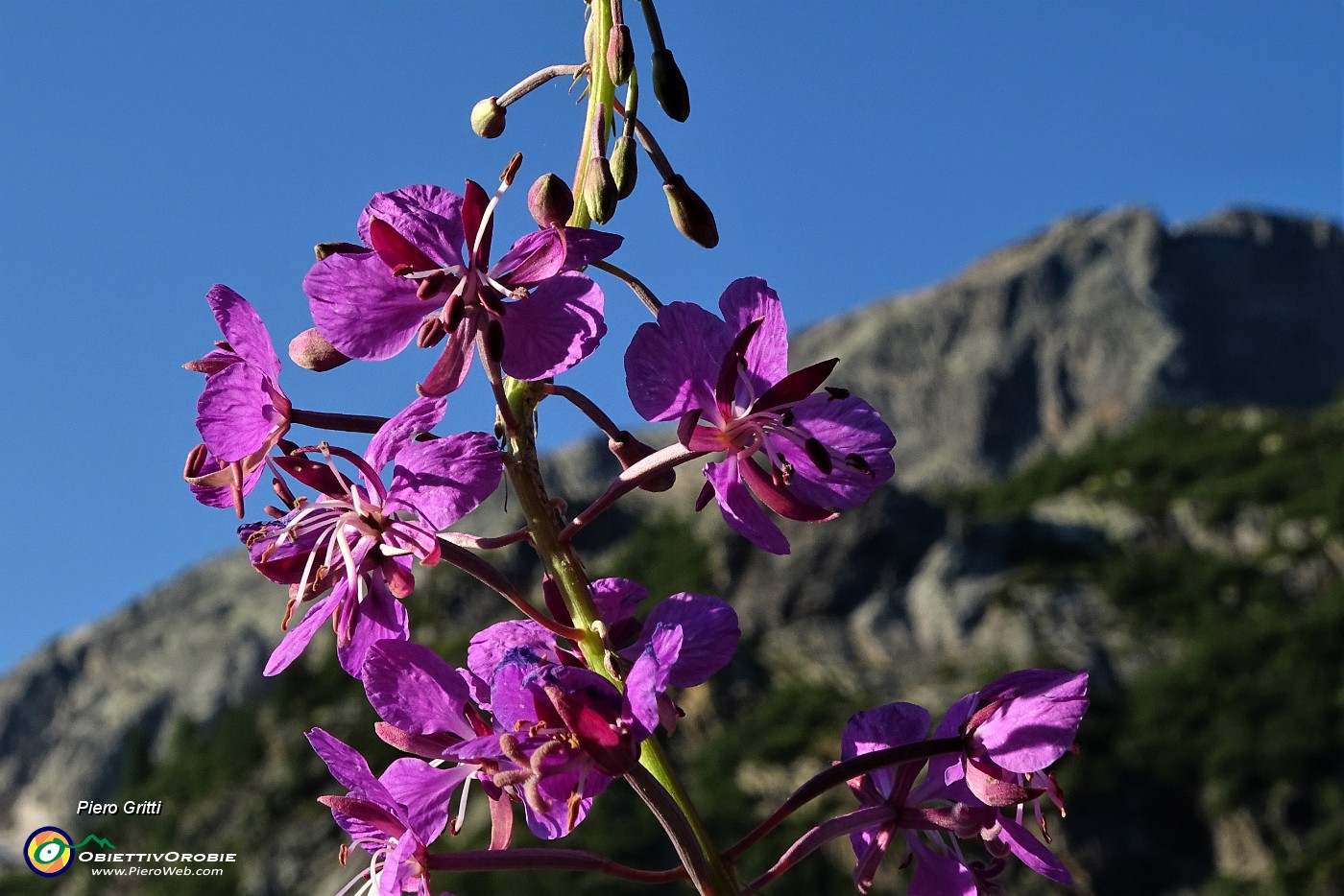 19 A fuoco il  camenerio (epilobium angustifolium).JPG -                                